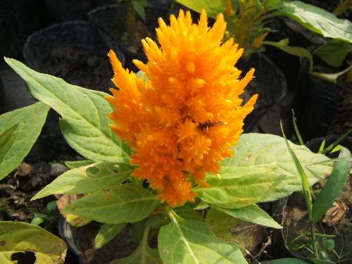 中外聯(lián)合團隊揭開植物受精“一夫一妻制”的秘密 