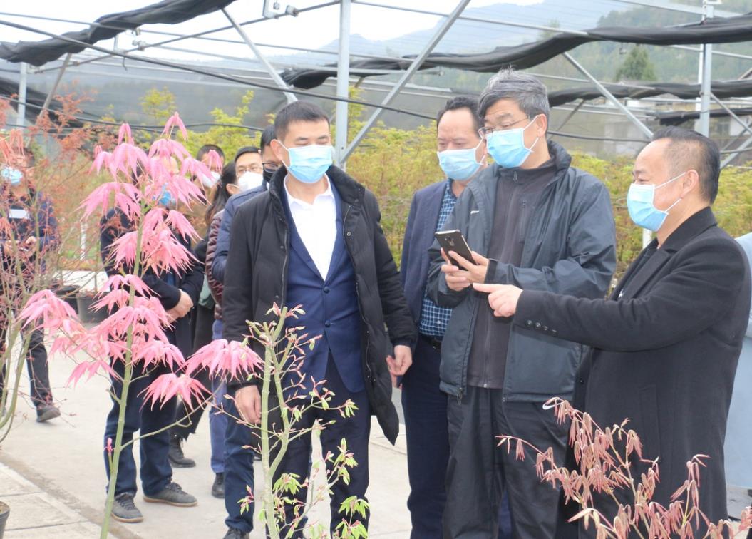 聚焦七彩 | 新疆維吾爾自治區(qū)林業(yè)和草原局副局長徐洪星調(diào)研七彩林科彩色苗木產(chǎn)業(yè)發(fā)展