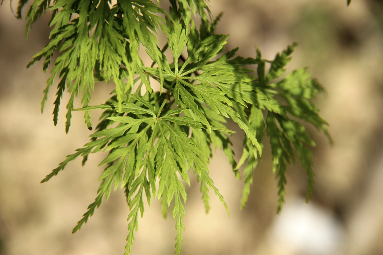 聚焦七彩｜“青龍”、“金貴”獲四川省林木良種認(rèn)定