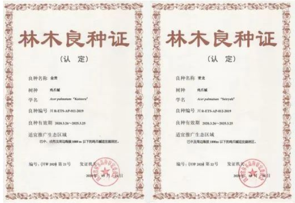 “青龍”、“金貴”獲四川省林木良種認(rèn)定