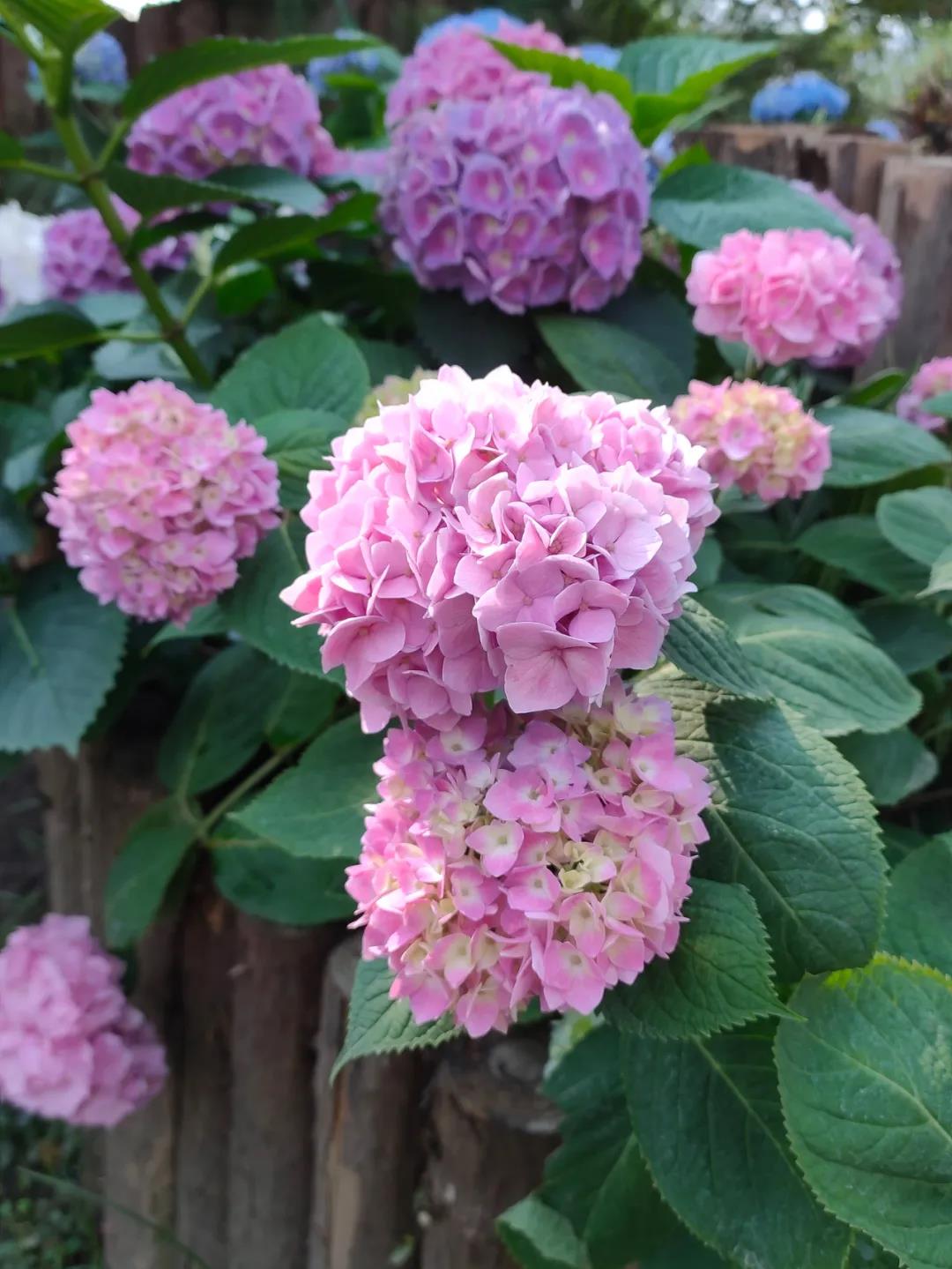 聚焦七彩 | 美炸！七彩林科薔薇花盛開，快來打卡“網(wǎng)紅花墻”！