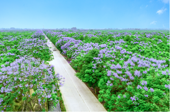 免費(fèi)！七彩林科上萬株藍(lán)花楹來襲，秒殺澳洲和南非！