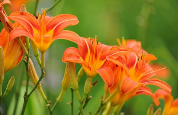 何以忘憂，堂前萱草！