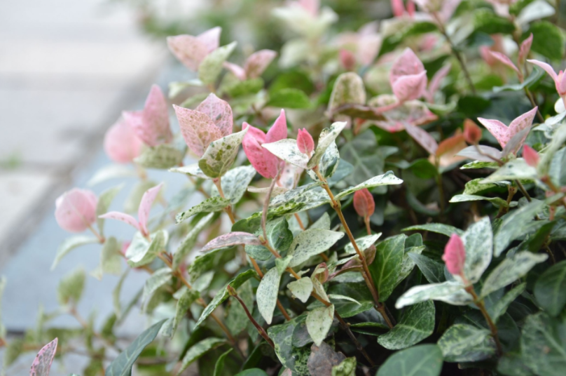 七彩苗木|無懼環(huán)境壓力，藤本植物界“顏值硬漢”正當紅