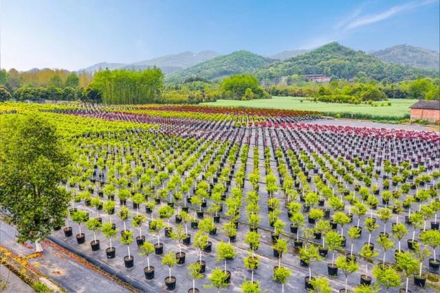 七彩苗木|容器苗：給我一片沙漠，長出一方綠洲