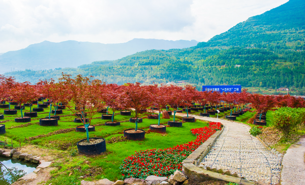 我市七彩林科股份有限公司獲國家知識(shí)產(chǎn)權(quán)優(yōu)勢企業(yè) 