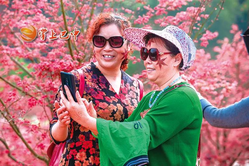 媒體聚焦|“楓”景無(wú)限，七色彩林等你來(lái)