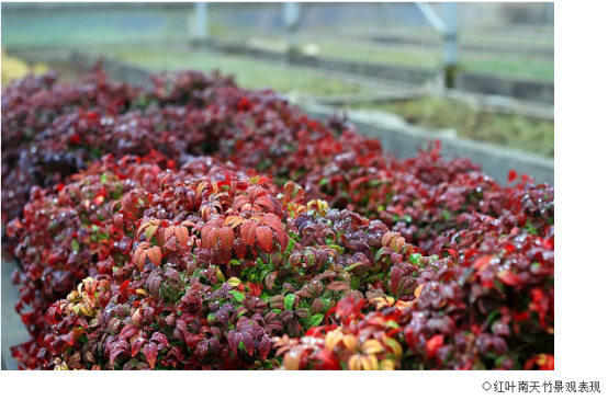 七彩園藝|寒冬蕭瑟，用這些植物裝點城市繽紛色彩