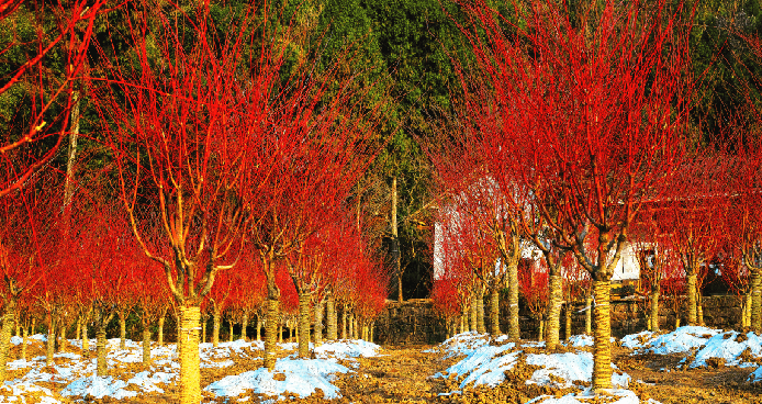 學(xué)習(xí)百年黨史 凝聚奮進(jìn)力量 推進(jìn)國有林場林草種苗生態(tài)旅游高質(zhì)量發(fā)展